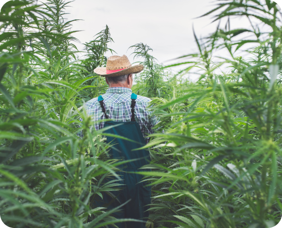 Farmer standing in the field